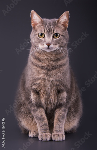 Blue tabby cat sitting against dark gray background,  looking attentively at the viewer © pimmimemom