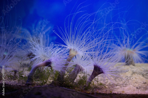 Fotografie sea anemone in mediterranean sea
