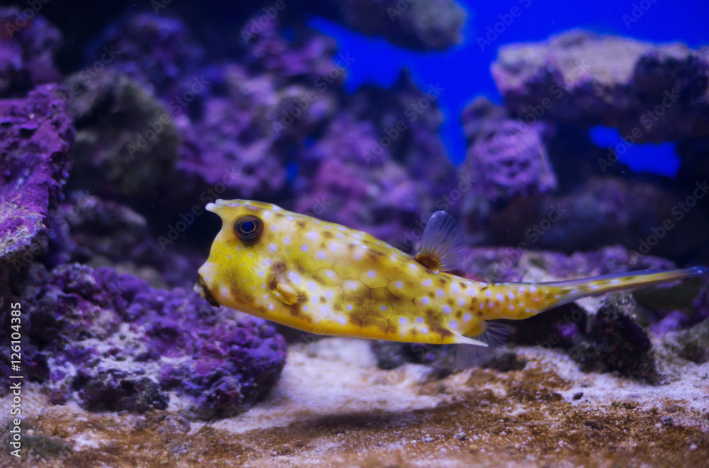 Obraz premium cowfish in aquarium