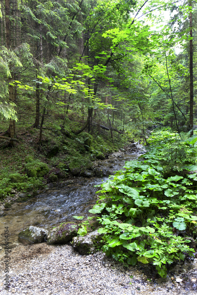 Fototapeta premium Little Fatra, the beautiful Mountains in Slovakia