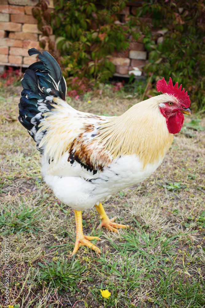 Fototapeta premium white cock with red comb