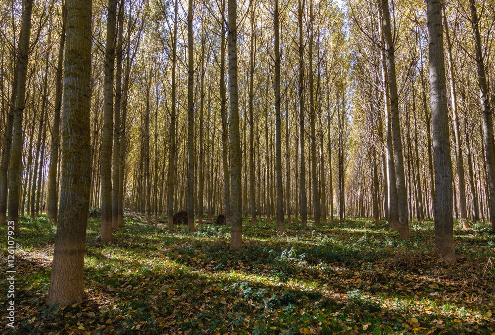 Bosque de Chopos Canadienses en otoño. Populus canadensis.