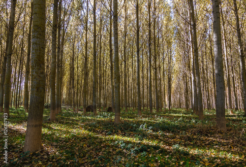 Bosque de Chopos Canadienses en otoño. Populus canadensis.