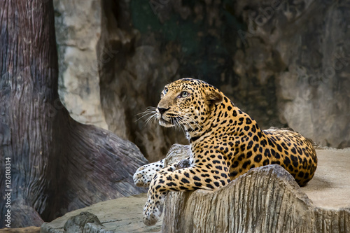 Fototapeta Naklejka Na Ścianę i Meble -  Leopard portrait