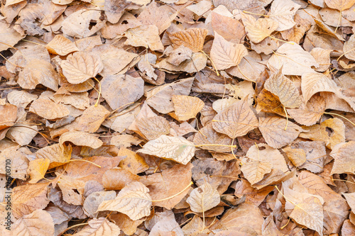 Suelo cubierto de hojas secas de Chopo Canadiense en otoño. Populus canadensis.