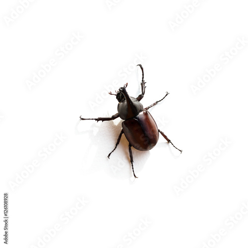 Rhinoceros beetle or Hercules beetle isolated on white photo