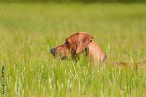 Rhodesian ridgeback hund i ett sädesfält med korn