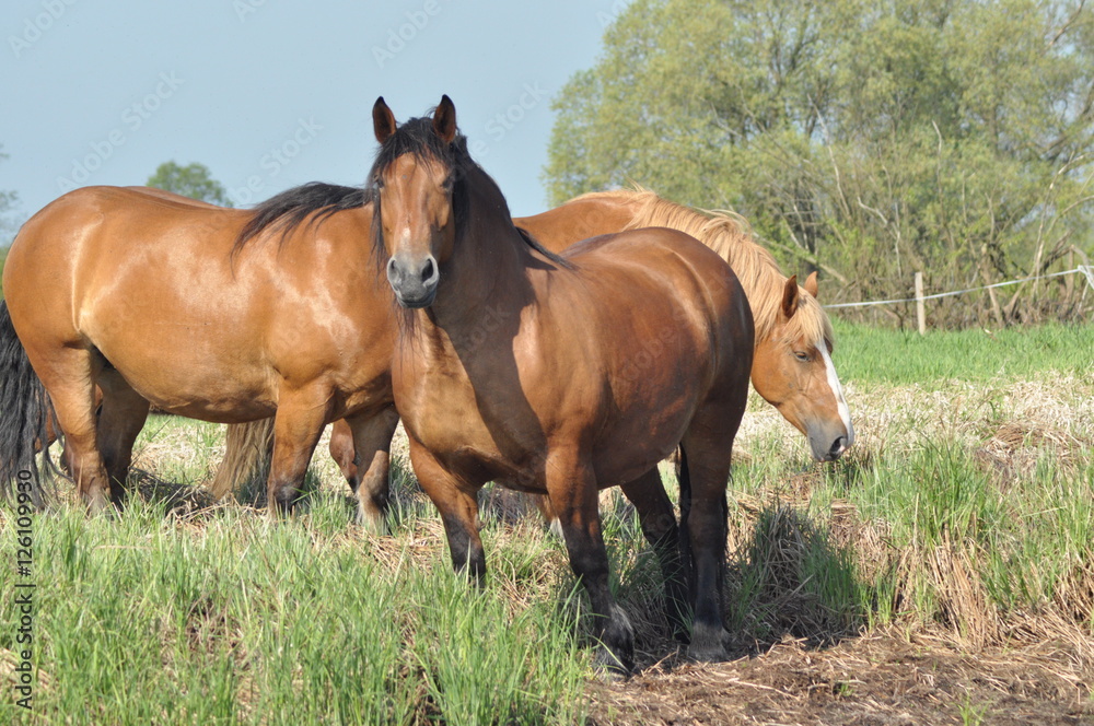 Workhorse. Grazing in the pasture. Meadow in the valley of the Bug. Workhorse. Grazing in the pasture. Meadow in the valley of the Bug.
