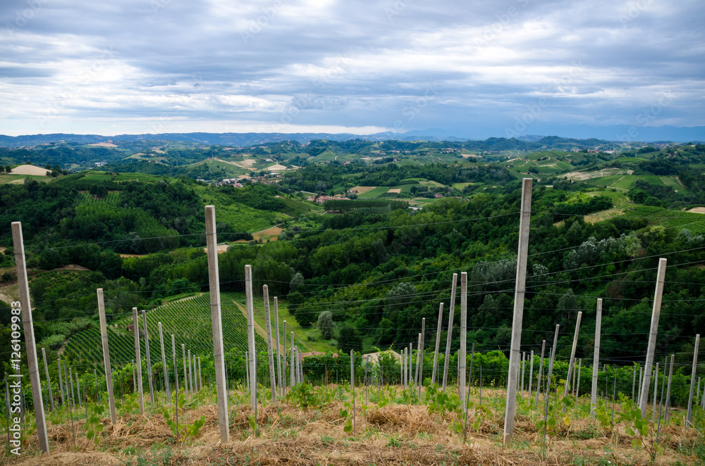 Vineyards of Alba, Langhe and Roero