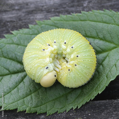 Birch Sawfly larva, Cimbex femoratus photo