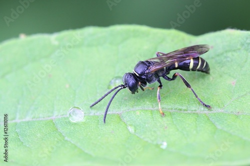 Solitary wasp, Argogorytes mystaceus © Henri Koskinen
