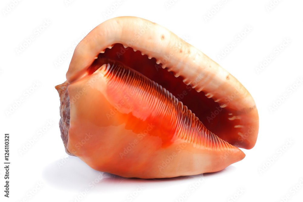 Sea shell isolated on white