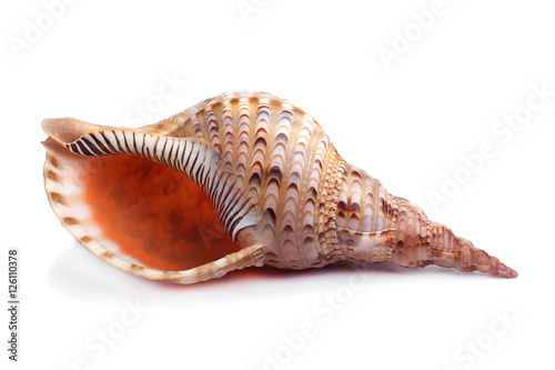 Sea shell isolated on white