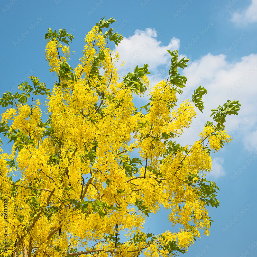 Cassia fistula Cassia fistula