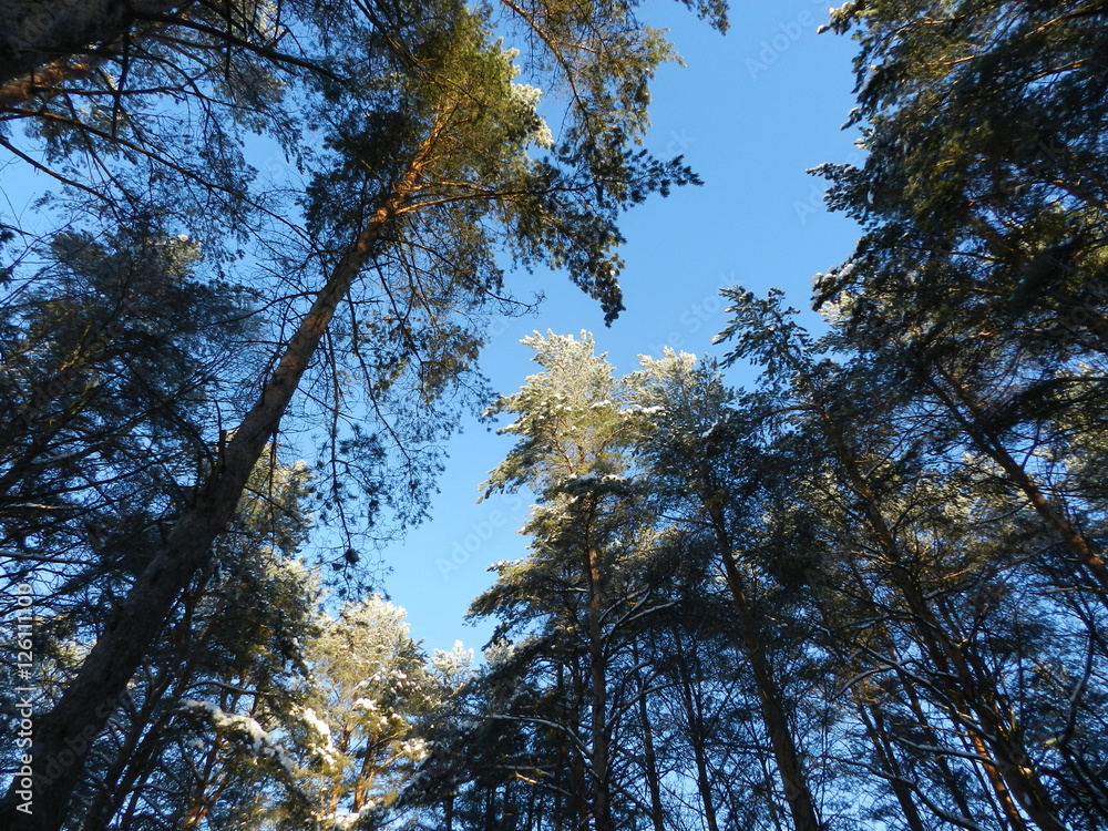 Winter forest Winter forest