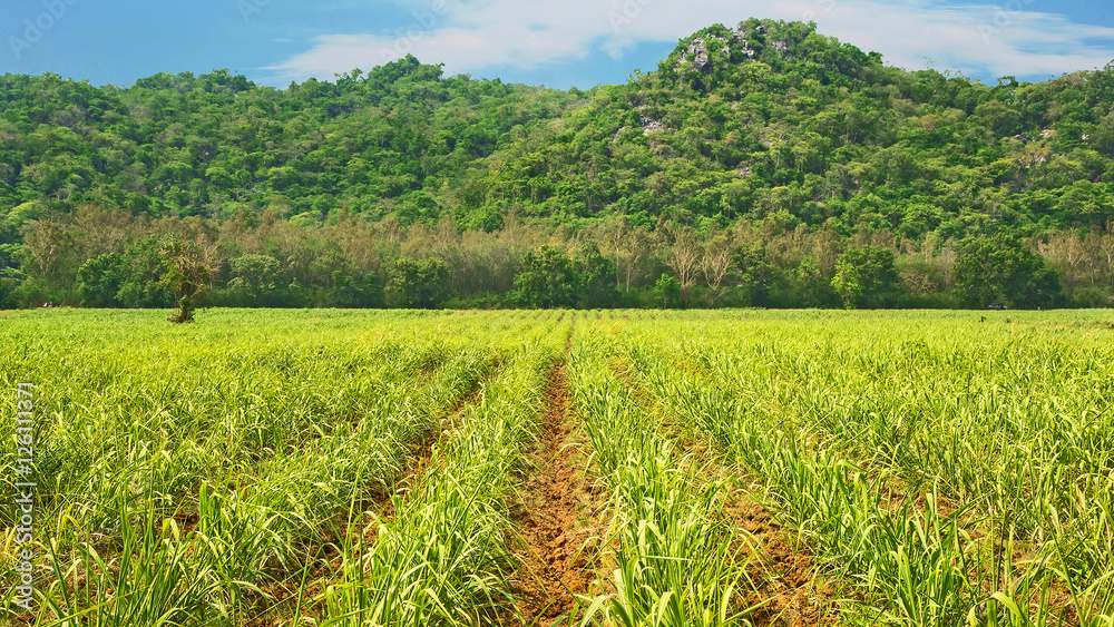 Sugarcane field