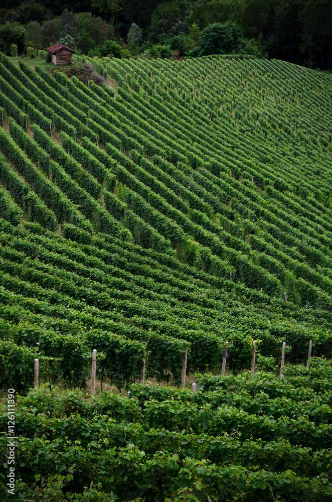 Vineyards of Alba, Langhe and Roero