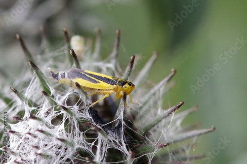 Leafhopper, Evacanthus interruptus photo