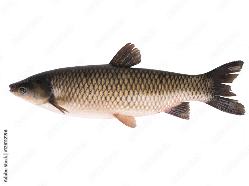 grass carp grass carp