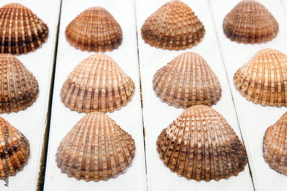 several clam shells isolated several clam shells isolated