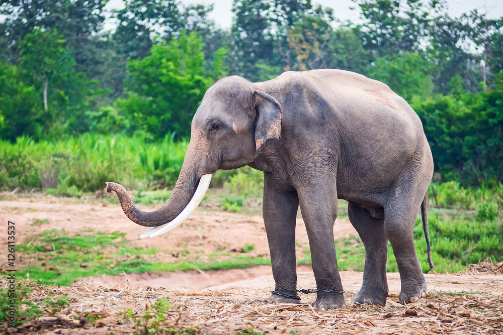 Obraz premium Asian elephants