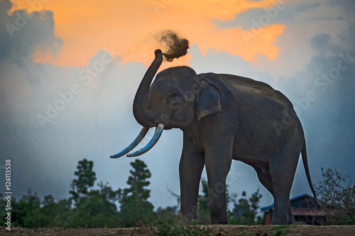 Asian elephants