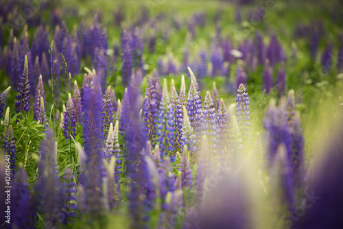 Blooming purple lupine in natural habitat