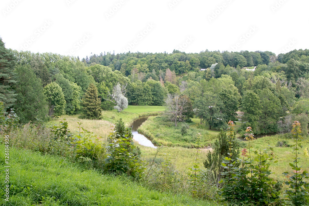 Forest in Estonia