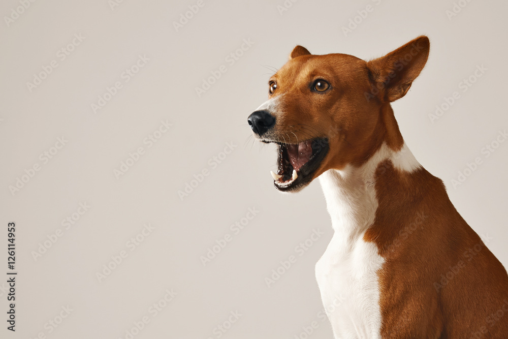 Adorable basenji dog yawning or talking isolated on white