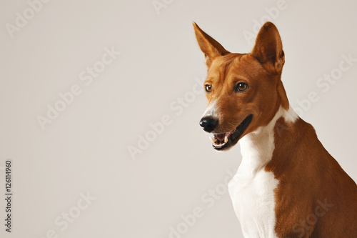Close up shot of an alert friendly brown and white basenji dog