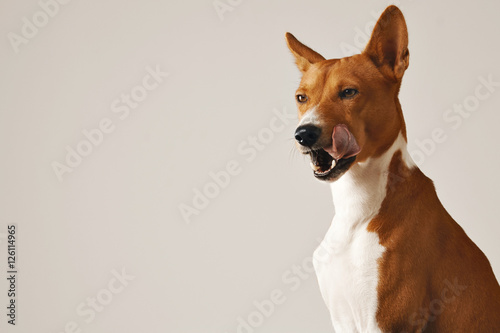 Basenji dog licking its nose showing its teeth eyes half closed against white wall background © BublikHaus