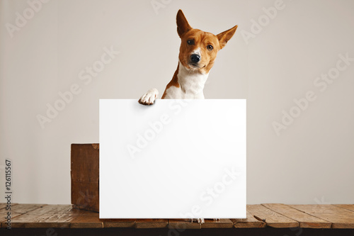 Adorable brown and white basenji dog holding a large blank white sign in a studio with white walls and beautiful rustic brown wooden floor photo