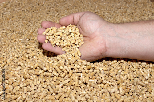 Male hand takes the wood pellets . Wood pellets used as cat litter.
