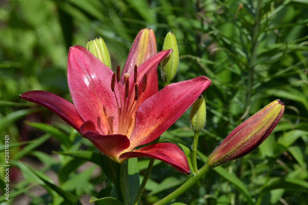 Lily cherry color and large buds Lily cherry color and large buds