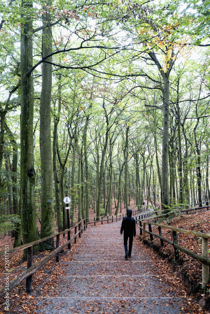 Poland, Misdroy, man walking in beech forest Poland, Misdroy, man walking in beech forest