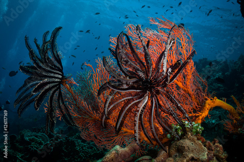 Photography Feather Stars (Crinoidea) cling on to  Gorgonian fan corals, Gili Air, Gili Isla