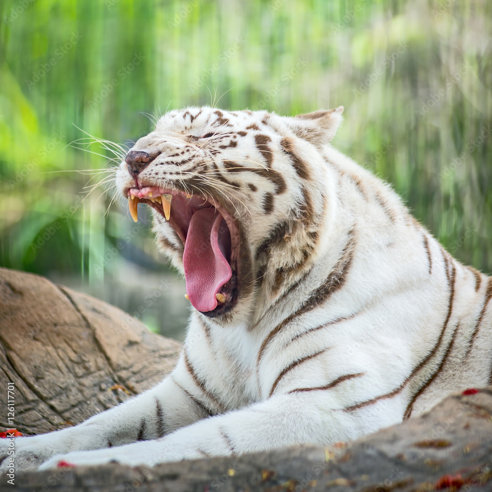 Naklejka premium Bengal tiger
