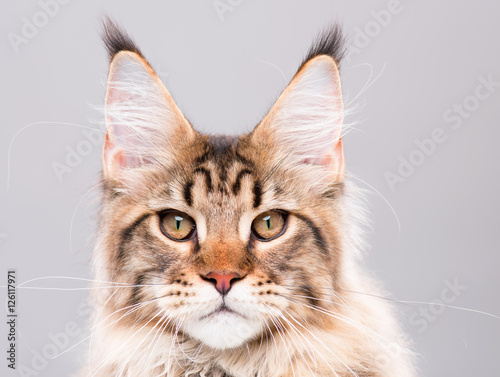 Fototapeta Naklejka Na Ścianę i Meble -  Portrait of domestic black tabby Maine Coon kitten. Cute young cat on grey background. Close-up studio photo of striped kitty looking at camera.