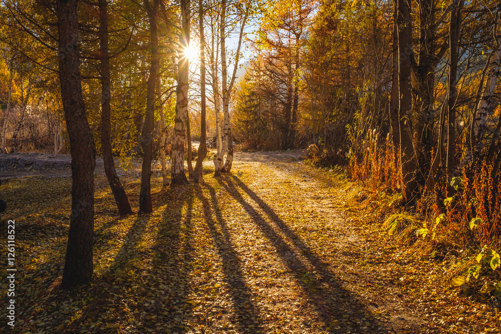Fototapeta premium Sun through the trees forest in autumn, long shadows and leaves on the ground
