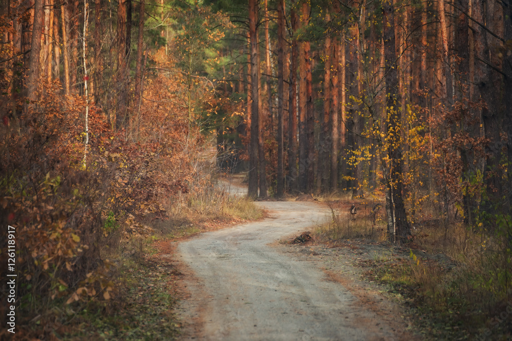 Fototapeta premium dirt road in pine autumn forest. Beautiful winding road disappearing deep into the pine forest, yellow birch and wonderful autumn bushes along the edges of the road 