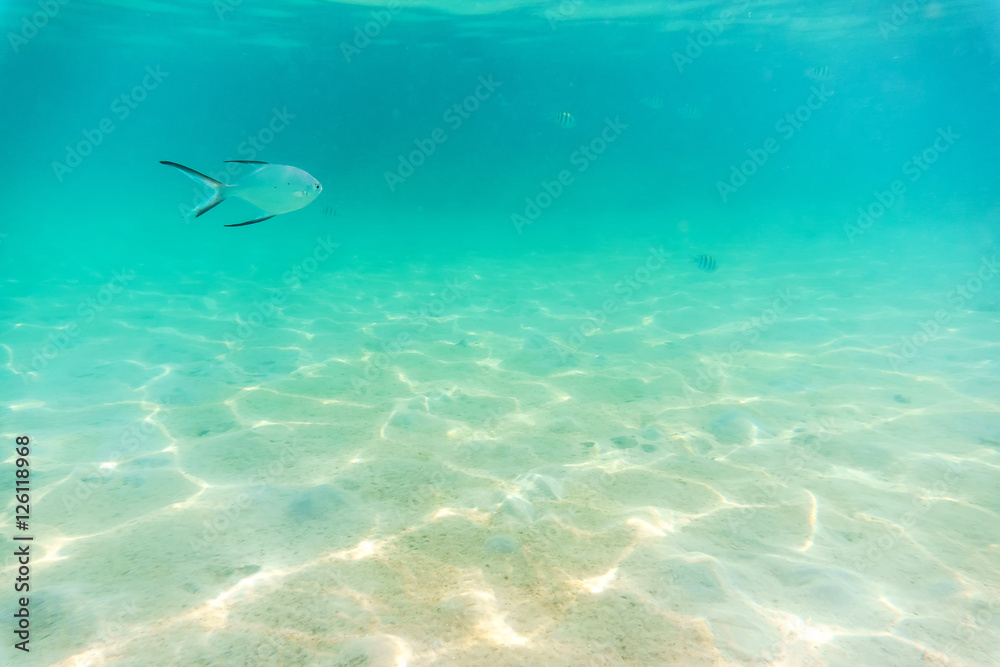 Fototapeta premium shallow Seabed with sunlight reflextion