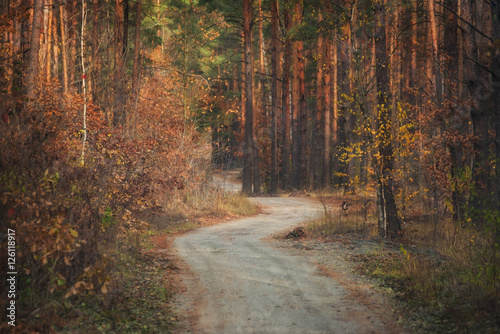 dirt road in pine autumn forest. Beautiful winding road disappearing deep into the pine forest, yellow birch and wonderful autumn bushes along the edges of the road 