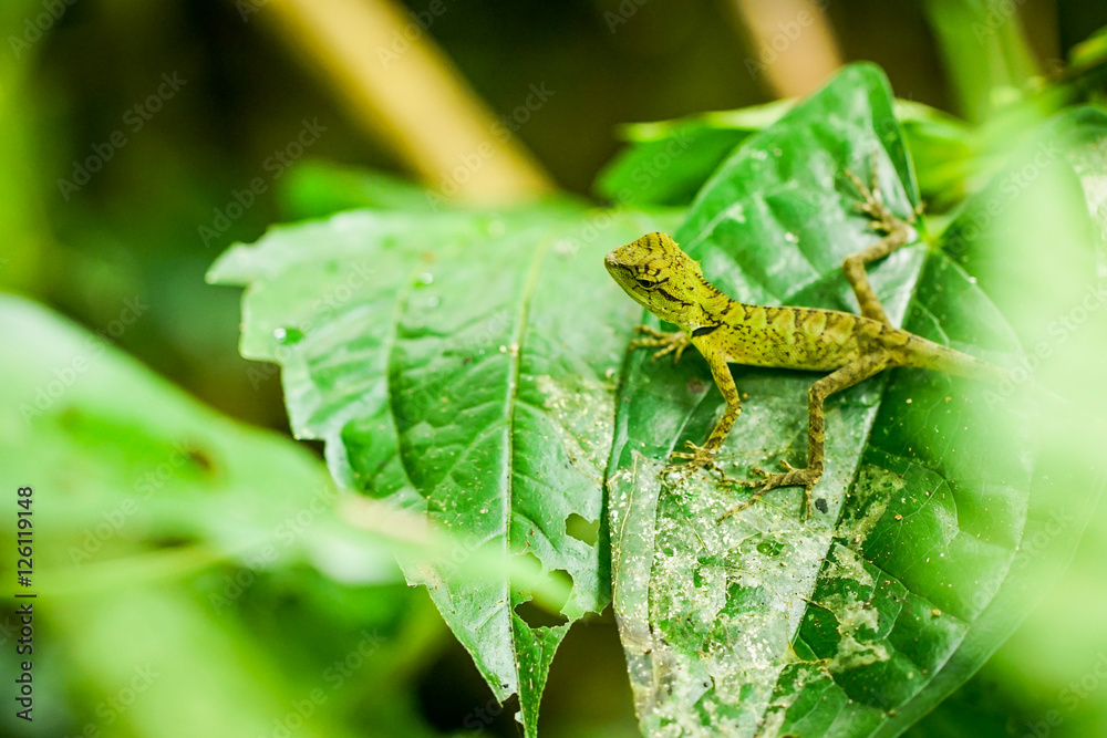 little lizard on the green leaf little lizard on the green leaf
