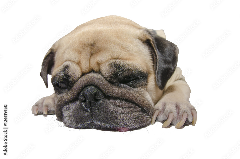 Sleeping rest of funny pug dog puppy with tongue sticking out isolated on white background with clipping path
