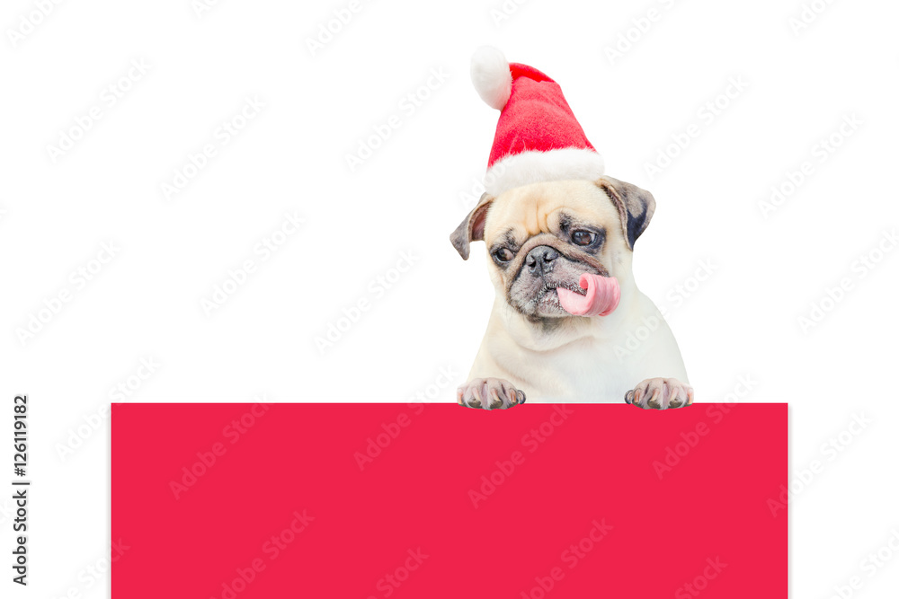 Merry Christmas and Happy New Year 2017 Postcard with Pug dog in Santa Claus hat stand above banner board with copy space for label text
