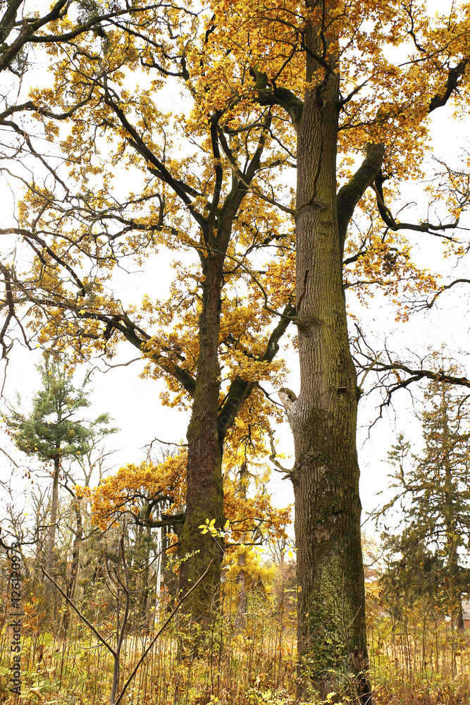 Fototapeta premium Different views of autumn scenery