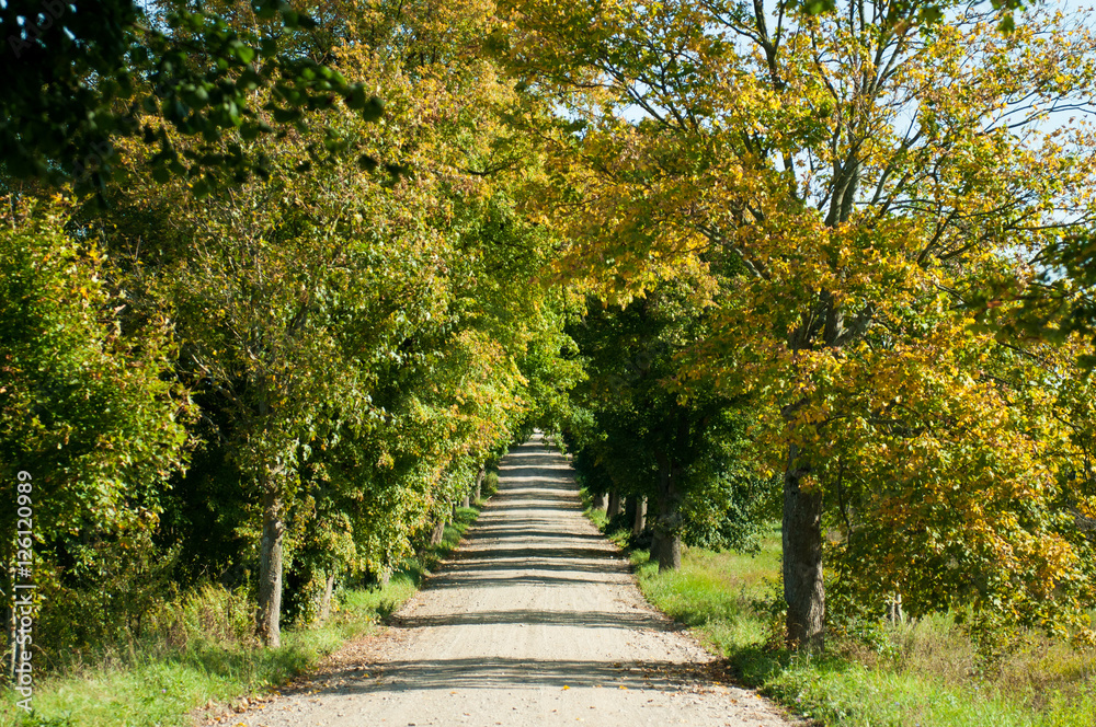 Road in forest in autumn