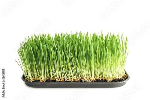 Food: homegrown wheat grass on white