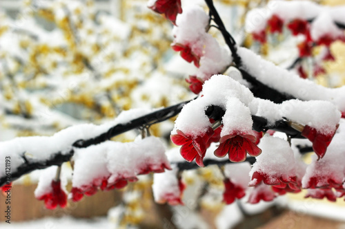 Fotografija Flowers of artificial tree covered in snow. Christmas theme