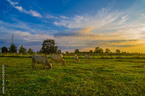 Fototapeta Naklejka Na Ścianę i Meble -  Farm cow on sunrise